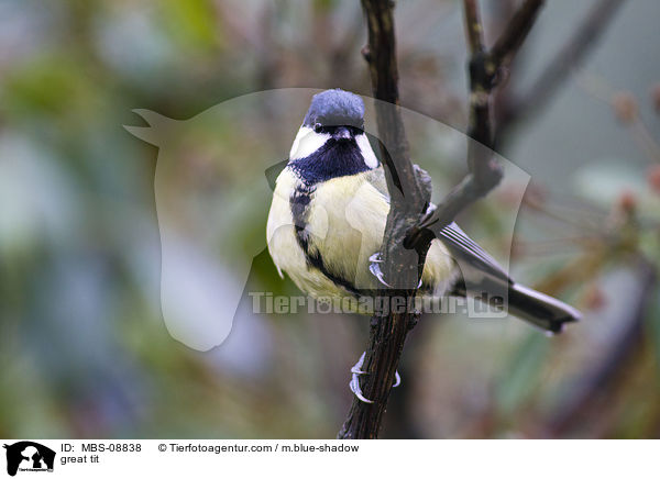 Kohlmeise / great tit / MBS-08838