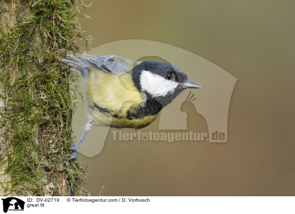 Kohlmeise / great tit / DV-02719