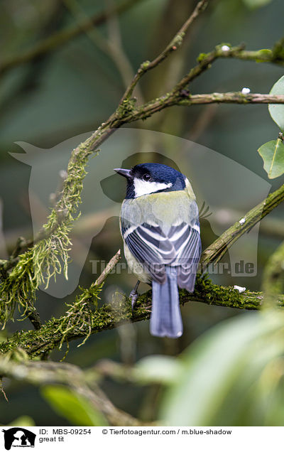 Kohlmeise / great tit / MBS-09254