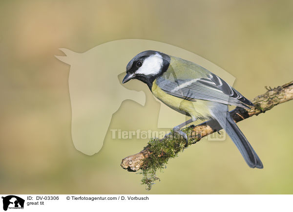 Kohlmeise / great tit / DV-03306