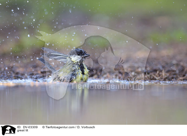 Kohlmeise / great tit / DV-03309