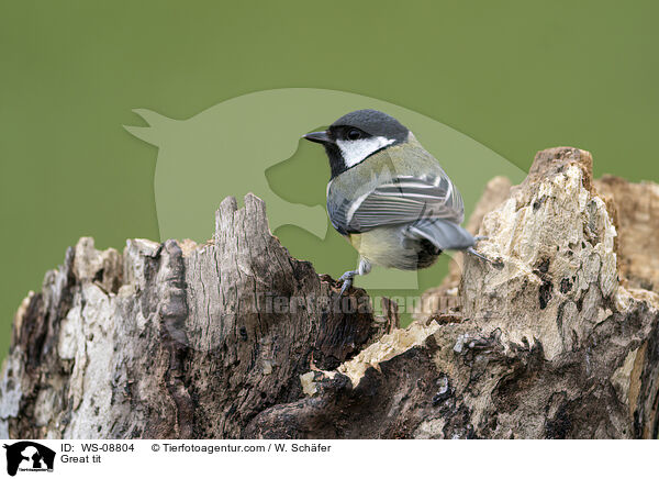 Great tit / WS-08804