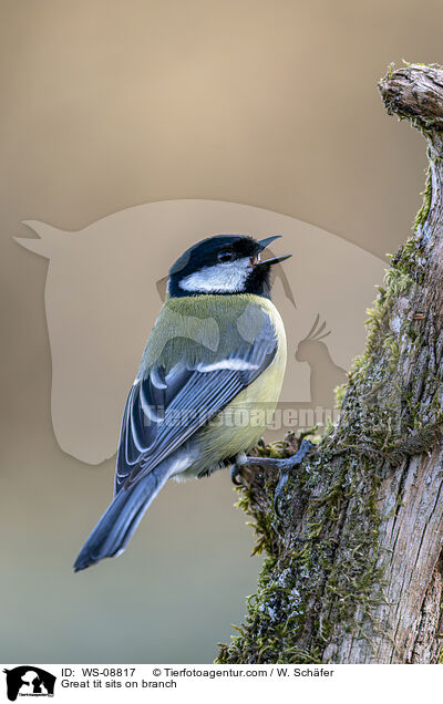 Kohlmeise sitz auf Ast / Great tit sits on branch / WS-08817