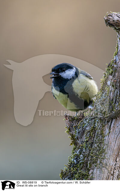 Great tit sits on branch / WS-08819