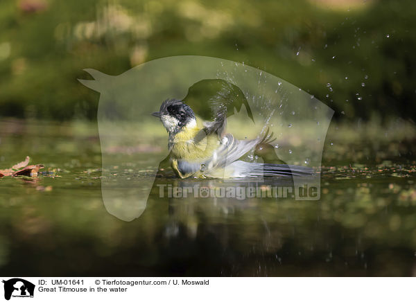 Kohlmeise im Wasser / Great Titmouse in the water / UM-01641