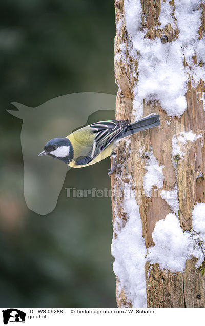 Kohlmeise / great tit / WS-09288