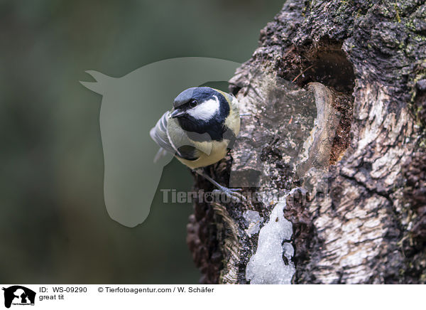 Kohlmeise / great tit / WS-09290