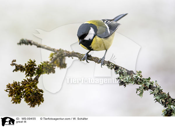 Kohlmeise / great tit / WS-09455