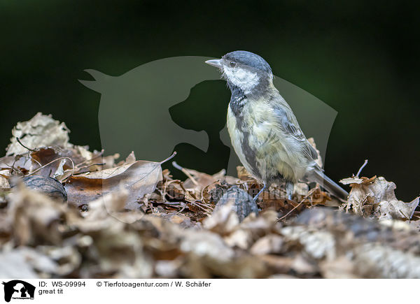 Kohlmeise / great tit / WS-09994