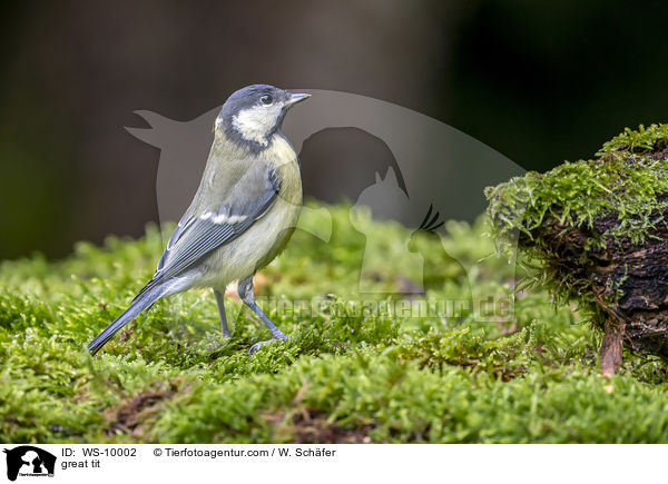 Kohlmeise / great tit / WS-10002