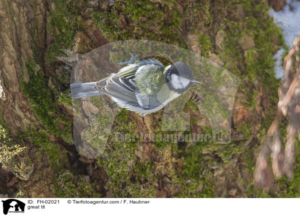 Kohlmeise / great tit / FH-02021