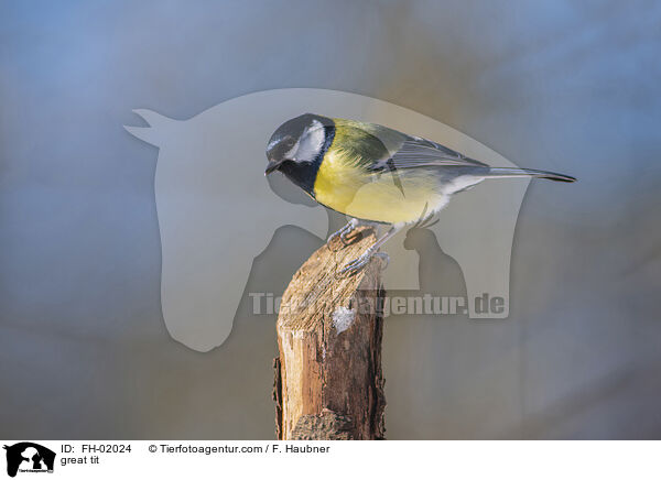 Kohlmeise / great tit / FH-02024