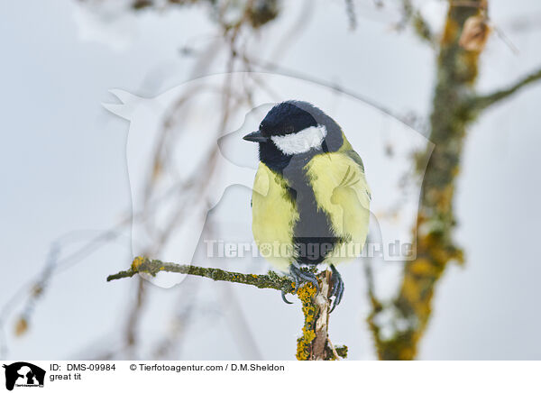 Kohlmeise / great tit / DMS-09984