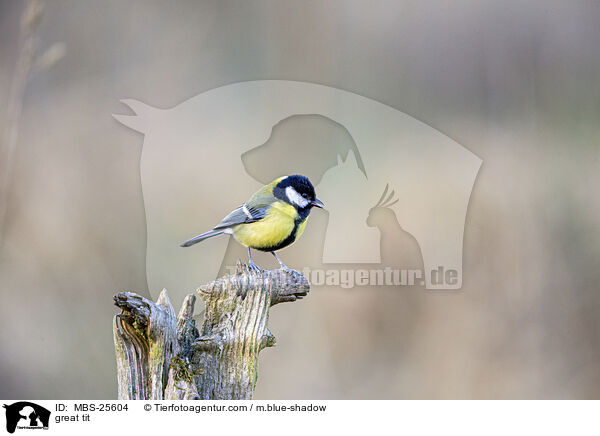 Kohlmeise / great tit / MBS-25604