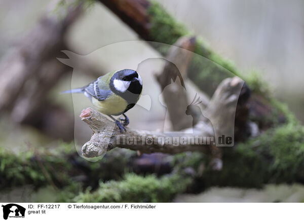 great tit / FF-12217