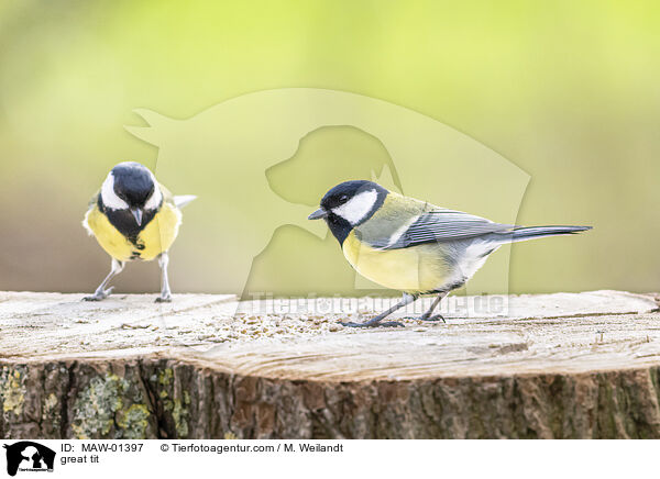 Kohlmeise / great tit / MAW-01397