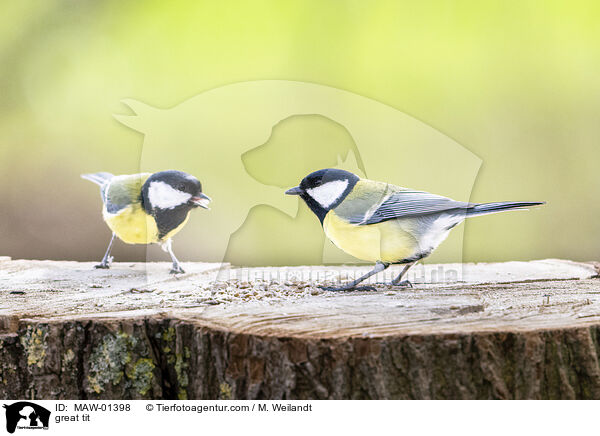 Kohlmeise / great tit / MAW-01398