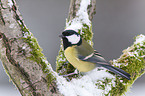 great tit