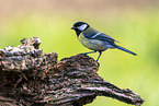 Great tit