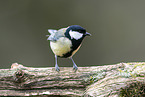 Great tit