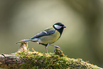 Great tit sits on branch