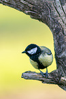 Great tit sits on branch