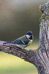 Great tit sits on branch