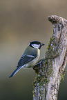 Great tit sits on branch