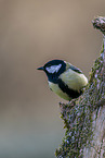 Great tit sits on branch