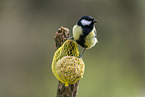 Great tit sits on branch