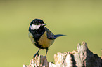 sitting Great Titmouse