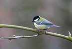 great tit