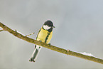 great tit