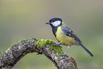 great tit