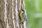 great tit