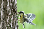 great tit