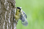 great tit