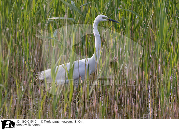 great white egret / SO-01519