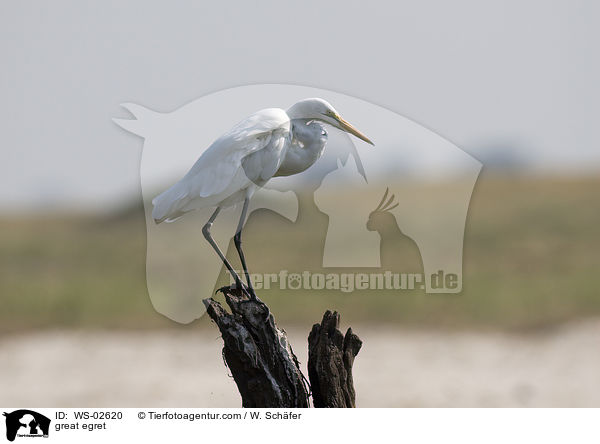 great egret / WS-02620