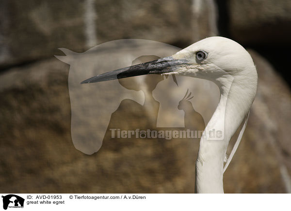 Silberreiher / great white egret / AVD-01953