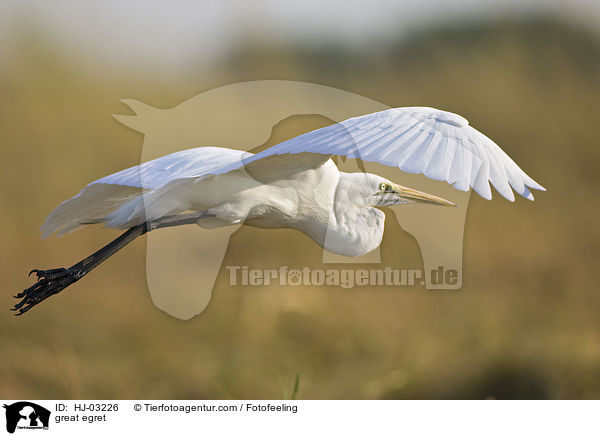 great egret / HJ-03226