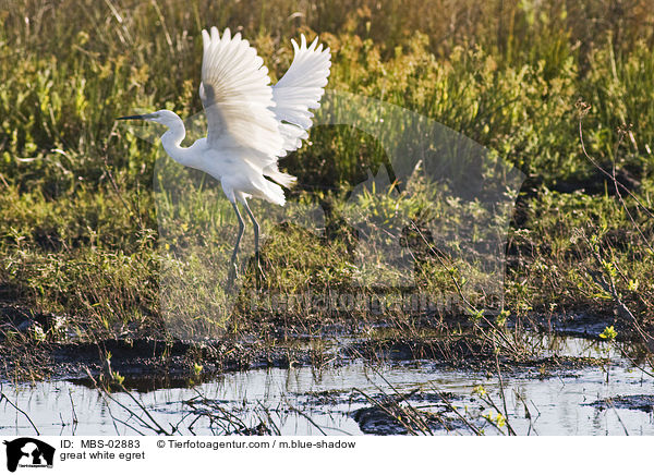 Silberreiher / great white egret / MBS-02883