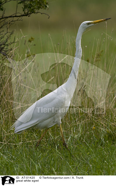 Silberreiher / great white egret / AT-01420