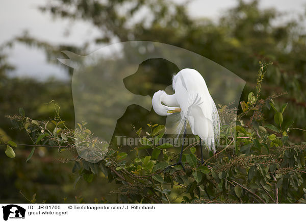 Silberreiher / great white egret / JR-01700