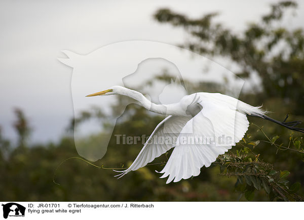 fliegender Silberreiher / flying great white egret / JR-01701