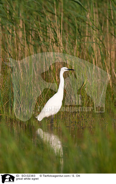 Silberreiher / great white egret / SO-02383