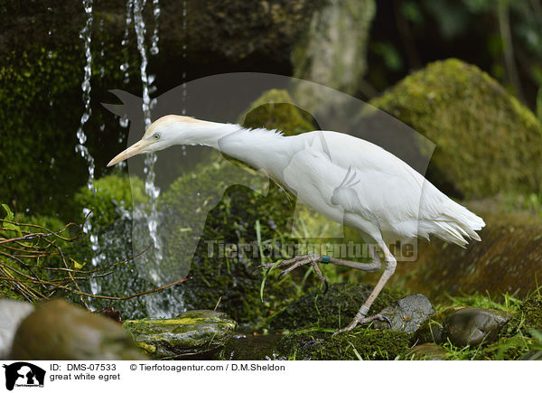 Silberreiher / great white egret / DMS-07533