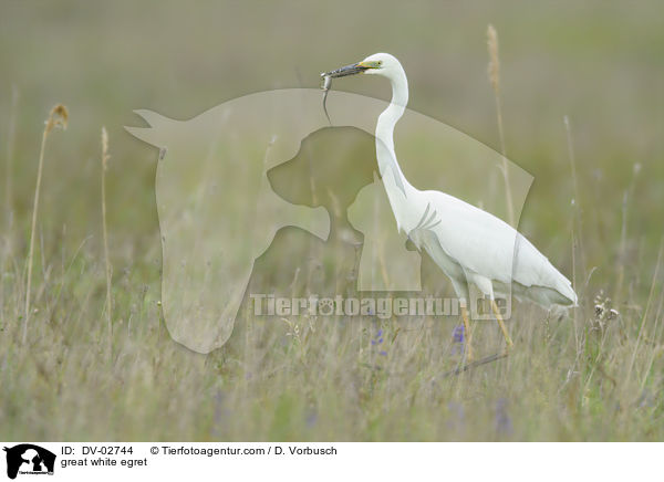 Silberreiher / great white egret / DV-02744