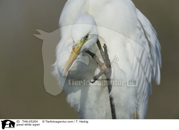 Silberreiher / great white egret / THA-05264