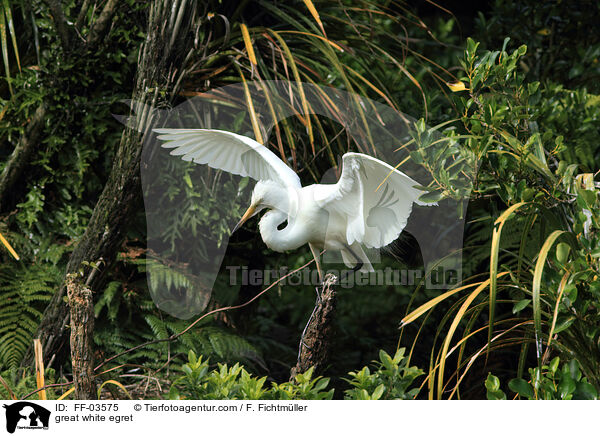 Silberreiher / great white egret / FF-03575